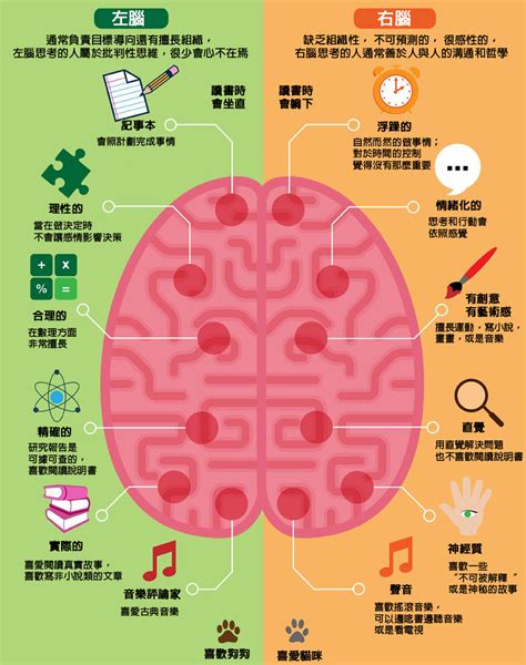 右腦適合工作|左腦邏輯？右腦創意？你被騙太久了！